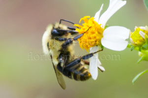 Bombus impatiens